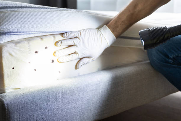 Best Wasp Removal Services  in Harvey, ND