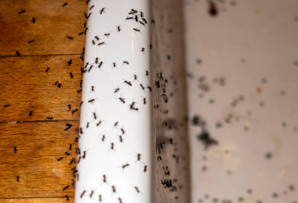 Best Best Pest Control Companies  in Harvey, ND