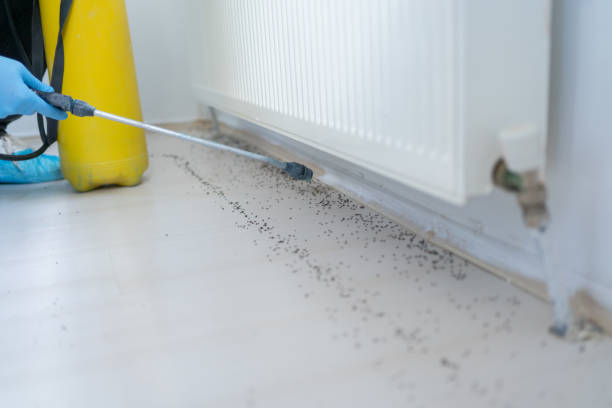 Best Pest Control Near Me  in Harvey, ND
